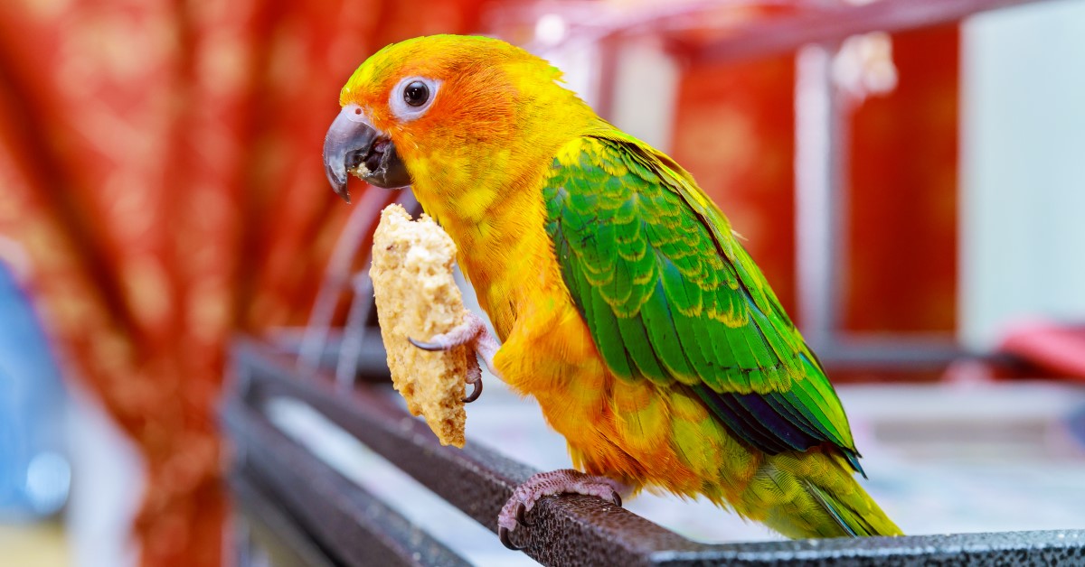 Best Care and Diet for Your Pet Conure